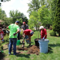 Volunteers stand with shovels looking at the hole they dug for a new tree. One volunteer measures the hole to make sure they dug deep enough.